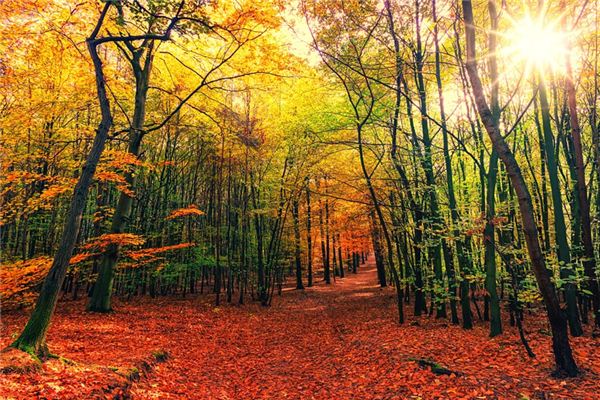 What does it mean to dream of a tree falling? What does it mean to dream of a tree falling?