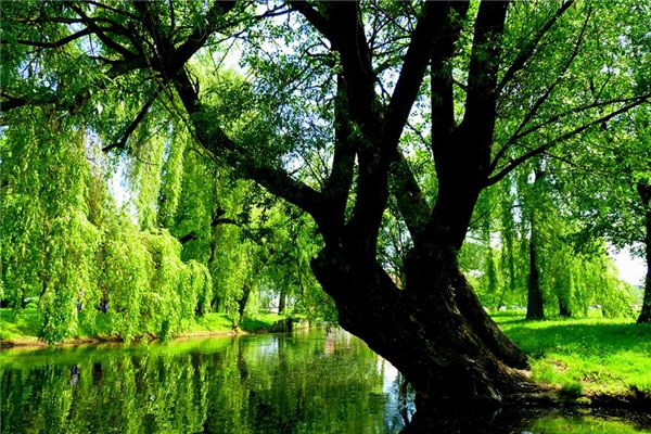 What does it mean to dream of willows? What does it mean to dream of willows?