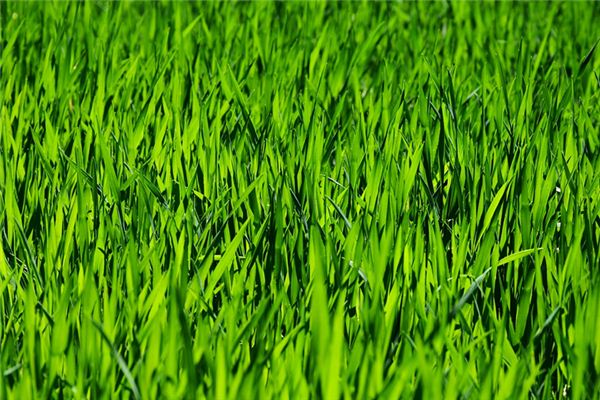 What does it mean to dream of cutting grass? What does it mean to dream of cutting grass?