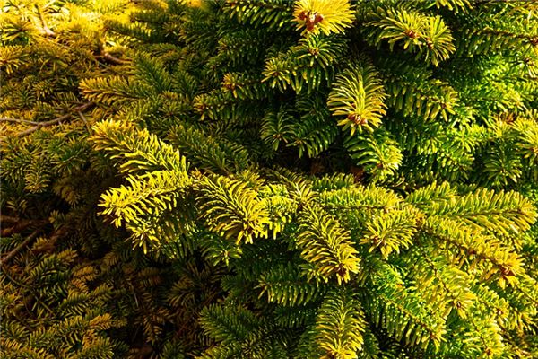 What does it mean to dream of juniper trees? What does it mean to dream of juniper trees?
