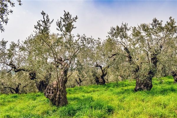 What does it mean to dream of an olive tree? What does it mean to dream of an olive tree?