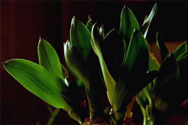 What does it mean to dream of lucky bamboo? What does it mean to dream of lucky bamboo?