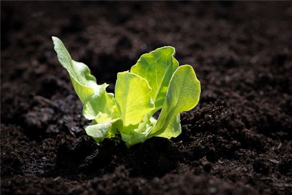 What does it mean to dream of lettuce? What does it mean to dream of lettuce?
