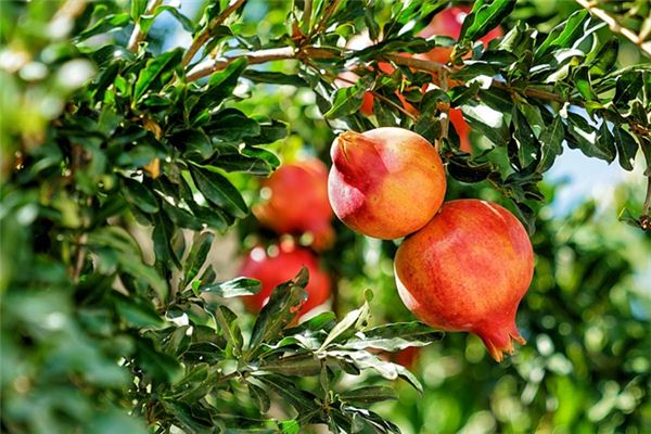 What does it mean to dream of a pomegranate tree? What does it mean to dream of a pomegranate tree?