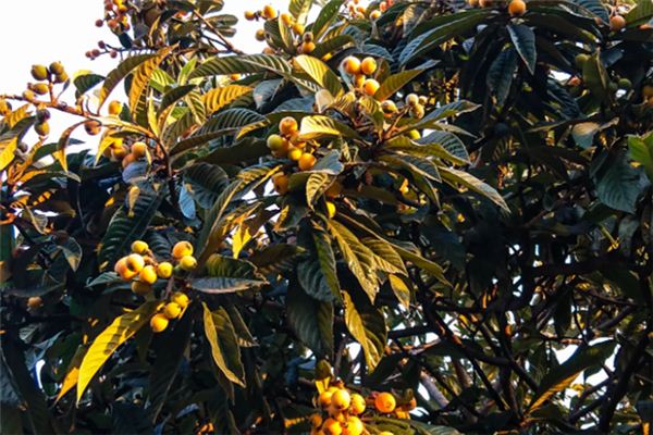 What does it mean to dream of loquats? What does it mean to dream of loquats?