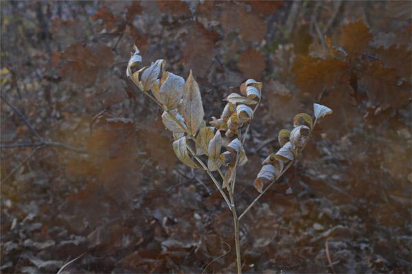 Dreaming of withered saplings