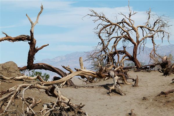 What does it mean to dream of withered trees and broken branches? What does it mean to dream of withered trees and broken branches?