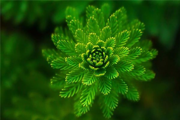 What does it mean to dream of leaves? What does it mean to dream of leaves?