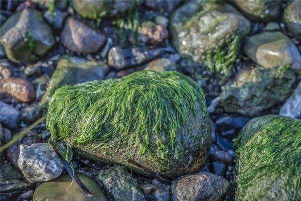 What does it mean to dream of seaweed? What does it mean to dream of seaweed?