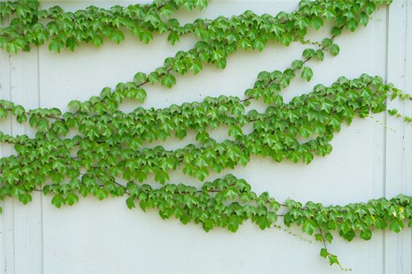 What does it mean to dream of climbing plants? What does it mean to dream of climbing plants?