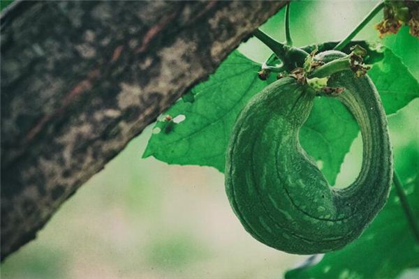 What does it mean to dream of loofah? What does it mean to dream of loofah?