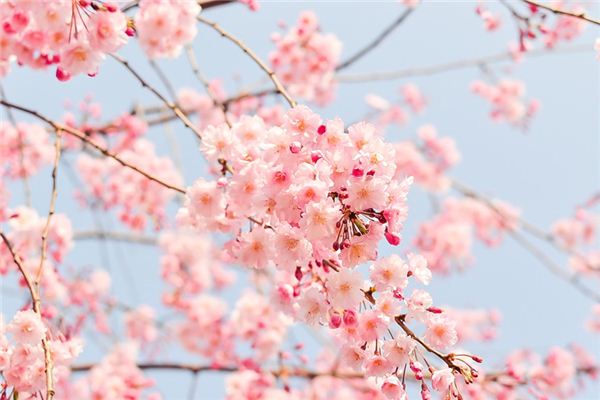 What does it mean to dream of carnations? What does it mean to dream of carnations?