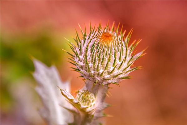 What does it mean to dream of thorns? What does it mean to dream of thorns?