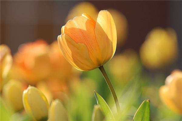 What does it mean to dream of tulips? What does it mean to dream of tulips?