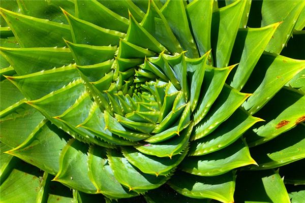What does it mean to dream of aloe vera blooming? What does it mean to dream of aloe vera blooming?