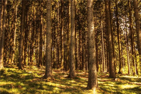 What does it mean to dream of cutting down trees? What does it mean to dream of cutting down trees?