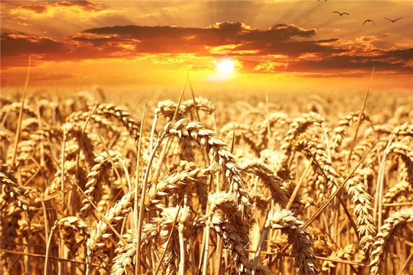What does it mean to dream of grains? What does it mean to dream of grains?