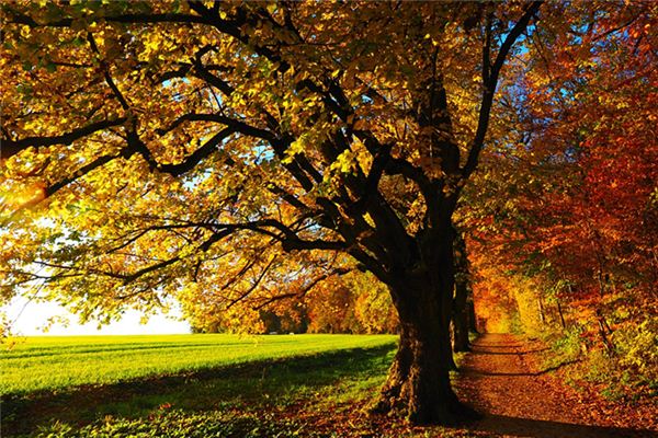 What does it mean to dream of various trees? What does it mean to dream of various trees?