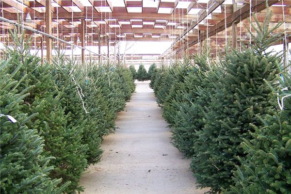 What does it mean to dream of evergreen trees? What does it mean to dream of evergreen trees?