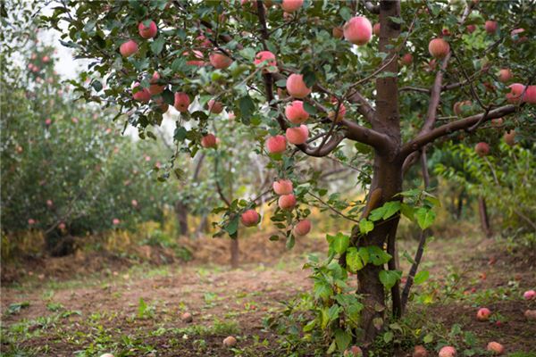 I dreamed of many trees bearing red fruit.