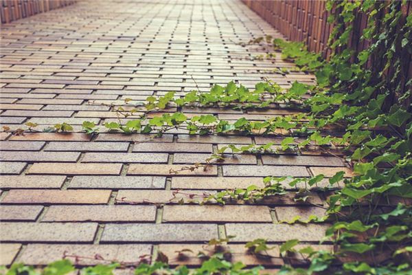 What does it mean to dream of ivy? What does it mean to dream of ivy?
