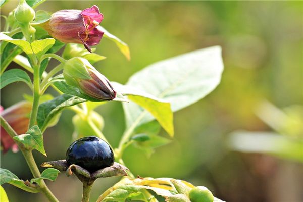 What does it mean to dream of belladonna? What does it mean to dream of belladonna?