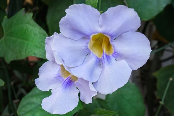 What does it mean to dream of planting flowers? What does it mean to dream of planting flowers?