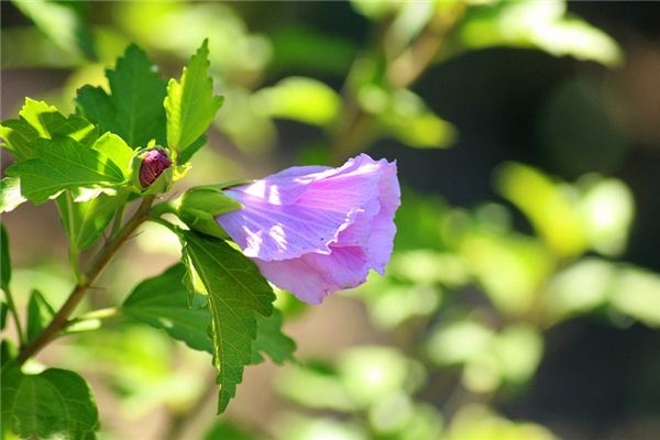 What does it mean to dream of hibiscus? What does it mean to dream of hibiscus?