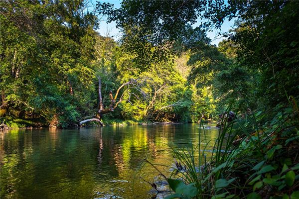 What does it mean to dream of a tropical rainforest? What does it mean to dream of a tropical rainforest?
