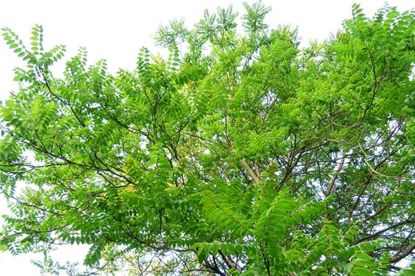 What does it mean to dream of a Chinese toon tree? What does it mean to dream of a Chinese toon tree?