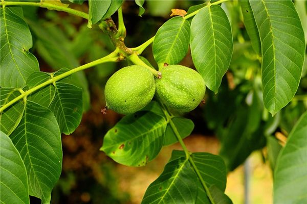 What does it mean to dream of a walnut tree? What does it mean to dream of a walnut tree?