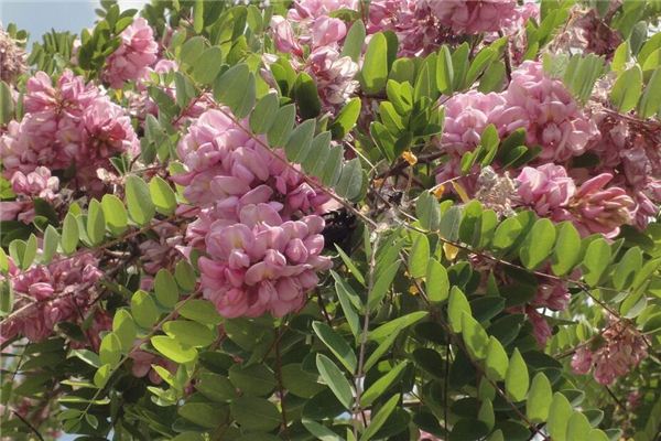 Dreaming of locust flowers