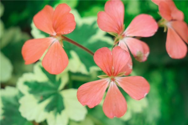 What does it mean to dream of red leaves? What does it mean to dream of red leaves?