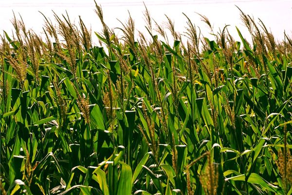 What does it mean to dream about crops? What does it mean to dream about crops?