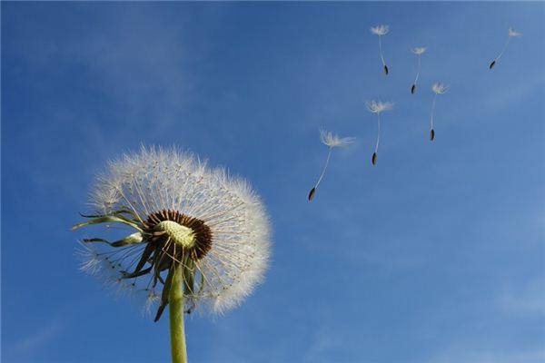 What does it mean to dream of dandelions? What does it mean to dream of dandelions?