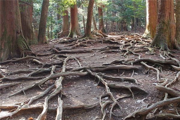 What does it mean to dream of tree roots? What does it mean to dream of tree roots?