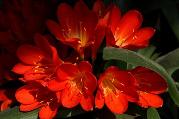 What does it mean to dream of clivia? What does it mean to dream of clivia?