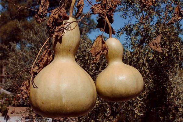 What does it mean to dream of a gourd? What does it mean to dream of a gourd?