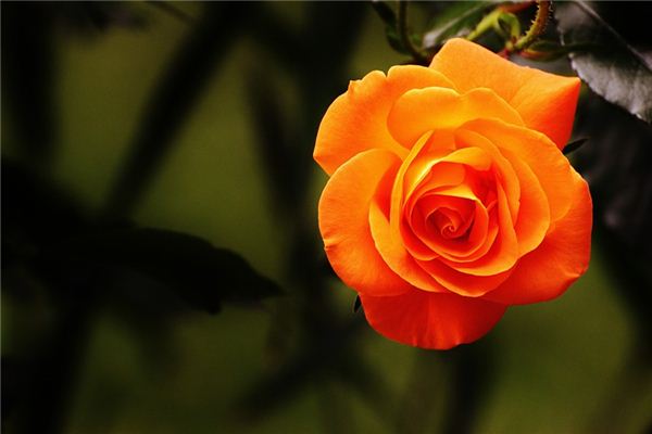 What does it mean to dream of roses blooming? What does it mean to dream of roses blooming?