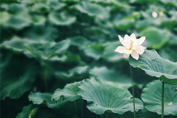 What does it mean to dream of lotus leaves? What does it mean to dream of lotus leaves?