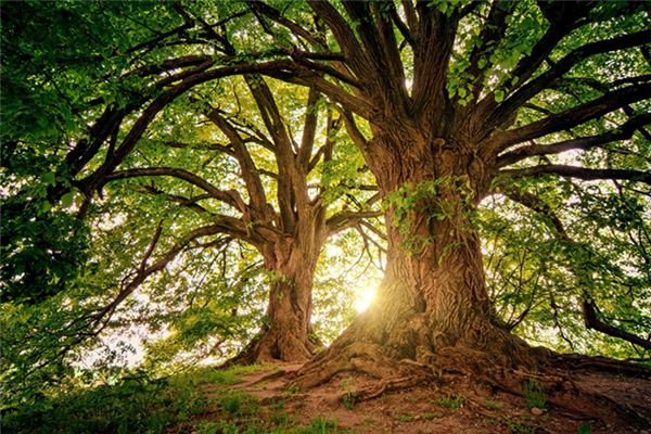 What does it mean to dream of a big tree? What does it mean to dream of a big tree?