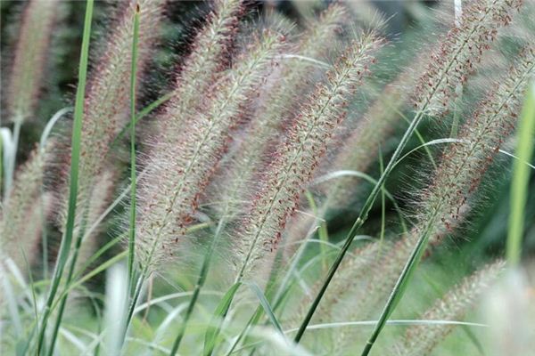 What does it mean to dream of foxtail grass? What does it mean to dream of foxtail grass?