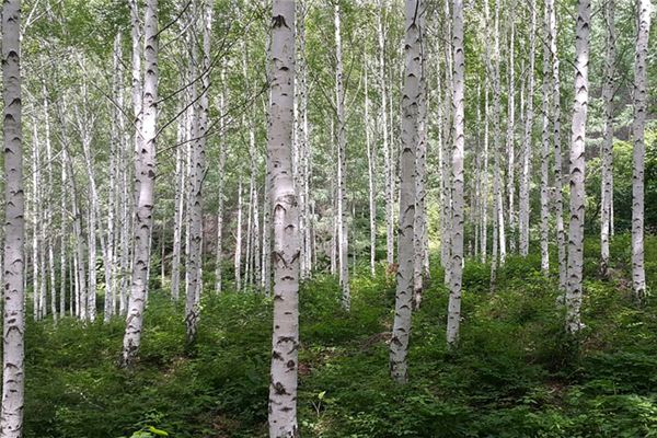 What does it mean to dream of birch trees? What does it mean to dream of birch trees?