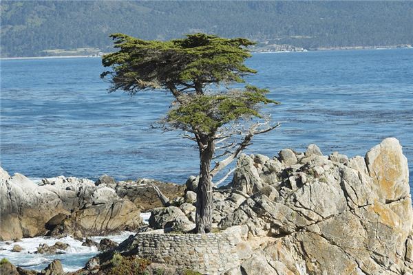 What does it mean to dream of pine and cypress trees? What does it mean to dream of pine and cypress trees?
