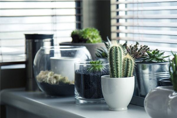What does it mean to dream of a cactus? What does it mean to dream of a cactus?