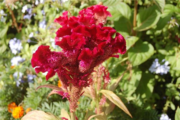What does it mean to dream of cockscomb flowers? What does it mean to dream of cockscomb flowers?