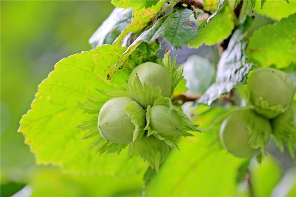 What does it mean to dream of hazelnuts? What does it mean to dream of hazelnuts?