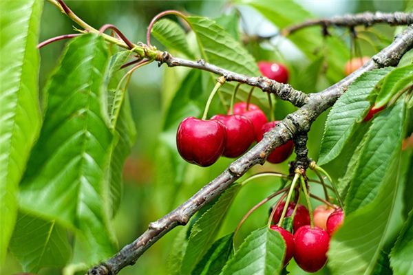 What does it mean to dream of a cherry tree? What does it mean to dream of a cherry tree?