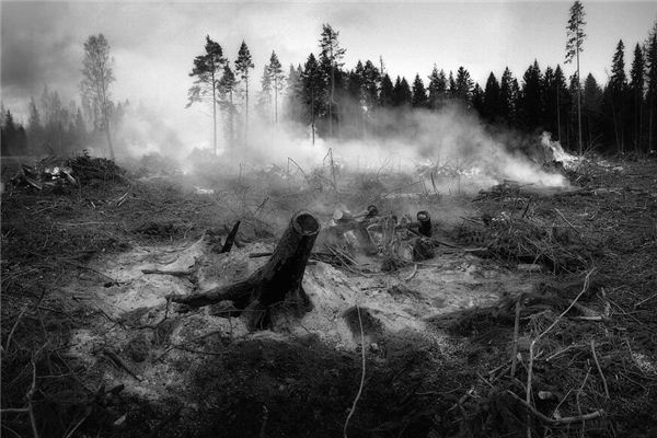 Dreaming of charred trees