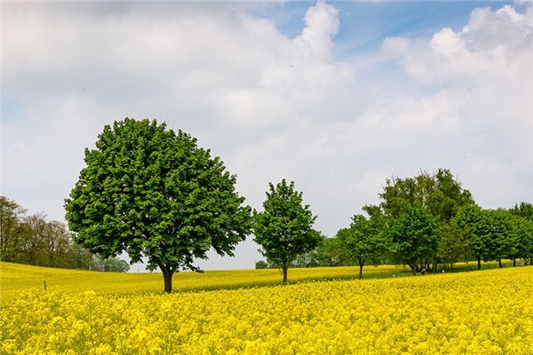 What does it mean to dream of fields full of rapeseed flowers? What does it mean to dream of fields full of rapeseed flowers?